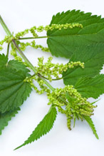 Alternative fabrics e.g. nettles